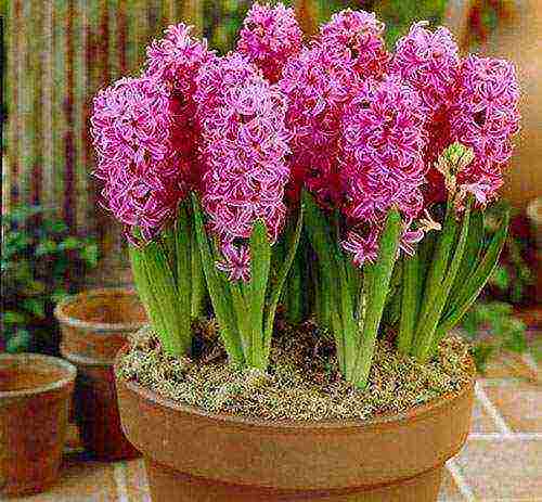 how to grow hyacinths at home in