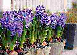 how to grow hyacinths at home in