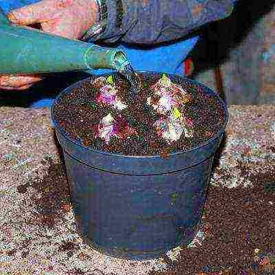 how to grow hyacinths at home in