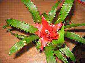 how to grow guzmania at home