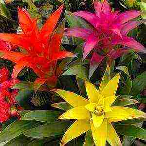 how to grow guzmania at home