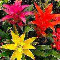 how to grow guzmania at home