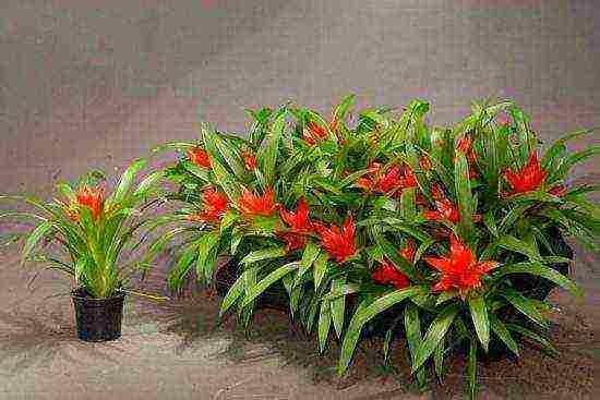 how to grow guzmania at home