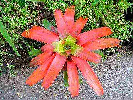 how to grow guzmania at home