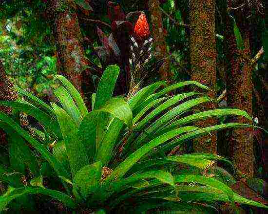 how to grow guzmania at home