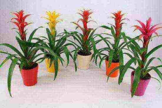 วิธีการปลูก guzmania ที่บ้าน