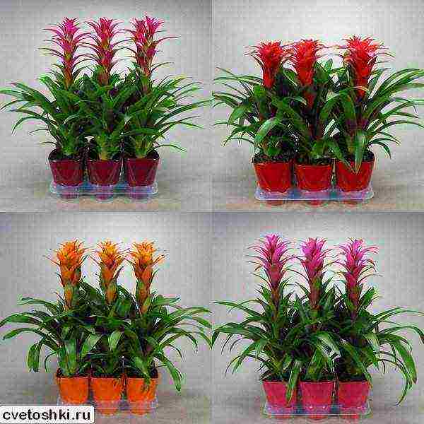 วิธีการปลูก guzmania ที่บ้าน