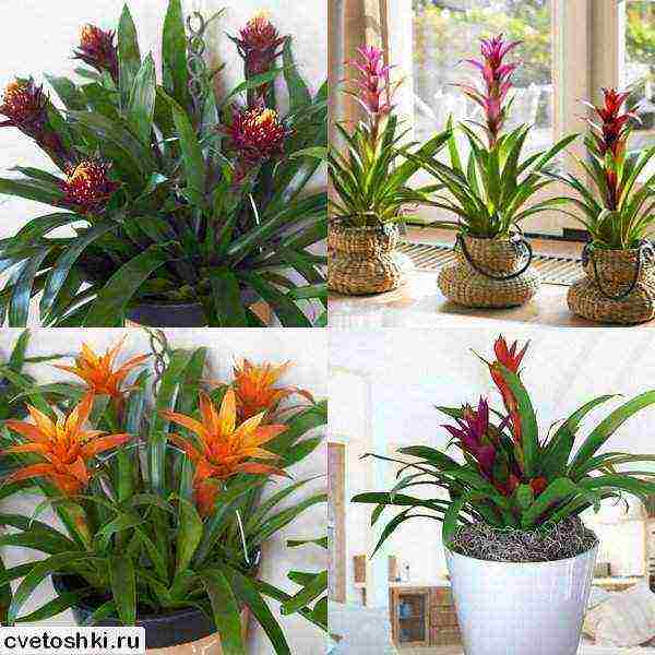 วิธีการปลูก guzmania ที่บ้าน