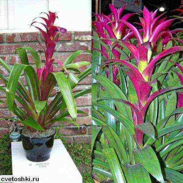 kung paano palaguin ang guzmania sa bahay