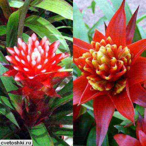 kung paano palaguin ang guzmania sa bahay