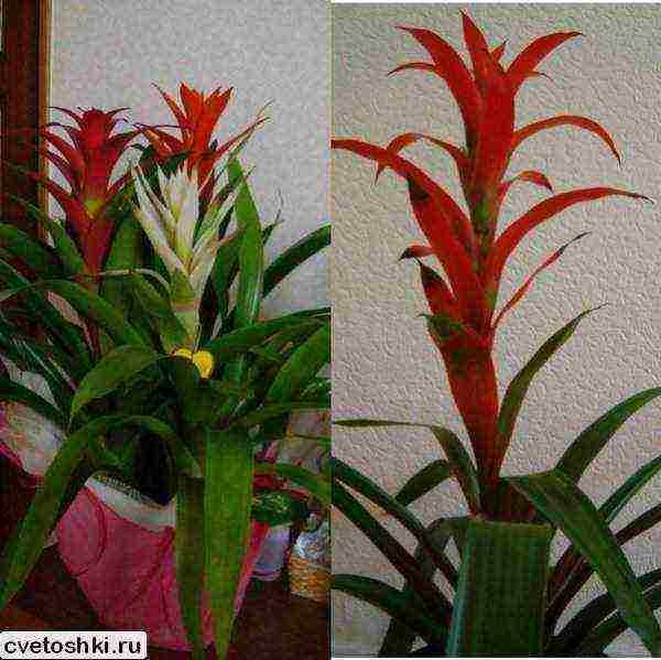 kung paano palaguin ang guzmania sa bahay