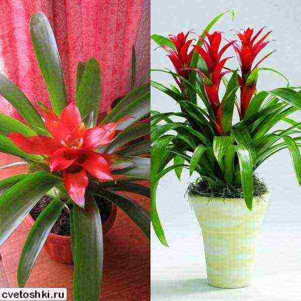 วิธีการปลูก guzmania ที่บ้าน