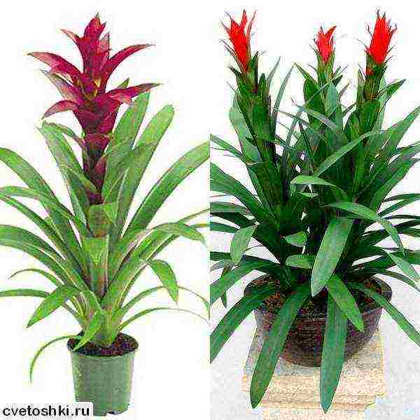 kung paano palaguin ang guzmania sa bahay