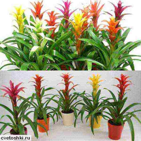 วิธีการปลูก guzmania ที่บ้าน