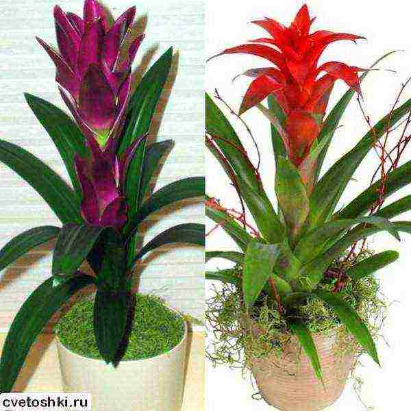 kung paano palaguin ang guzmania sa bahay