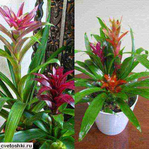 how to grow guzmania at home