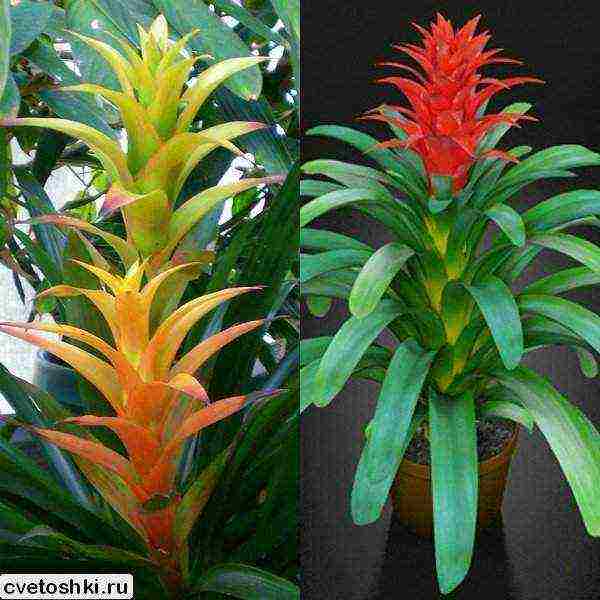 kung paano palaguin ang guzmania sa bahay