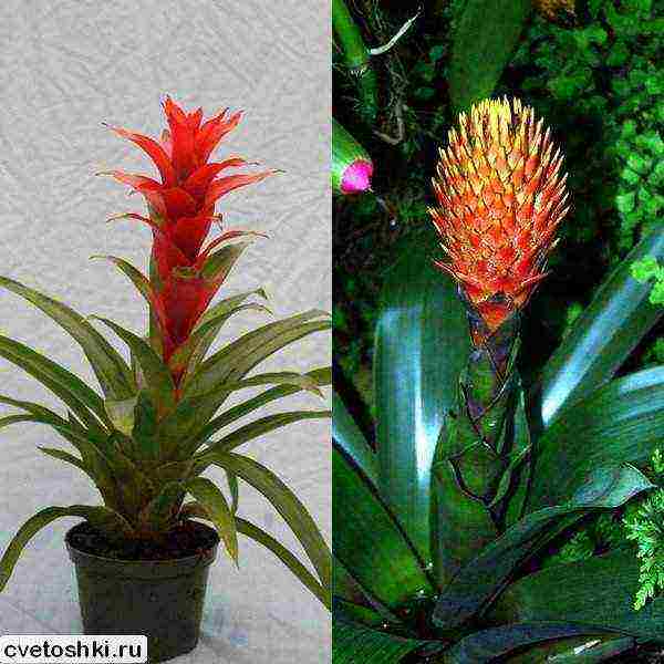 kung paano palaguin ang guzmania sa bahay