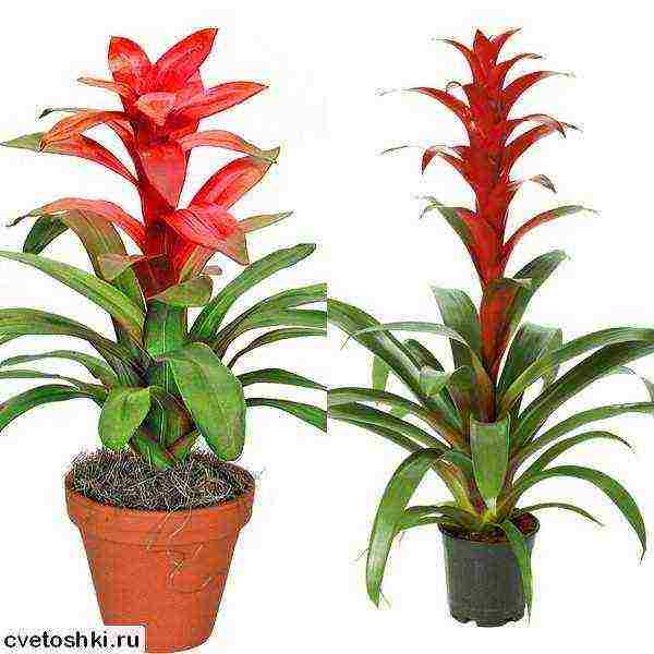 kung paano palaguin ang guzmania sa bahay