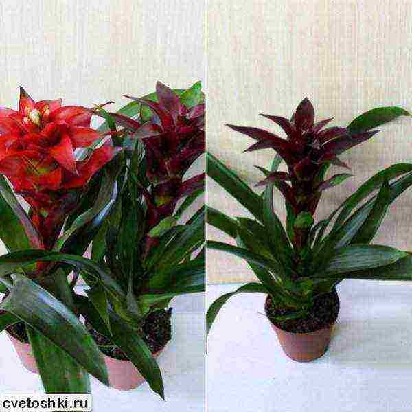 วิธีการปลูก guzmania ที่บ้าน