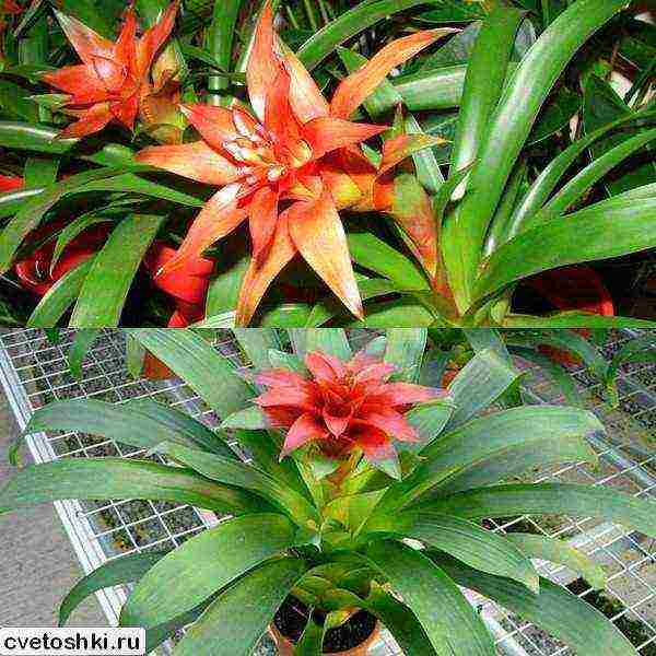 kung paano palaguin ang guzmania sa bahay