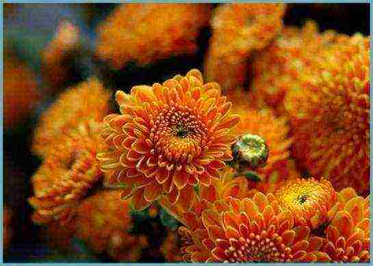 how to grow chrysanthemum at home