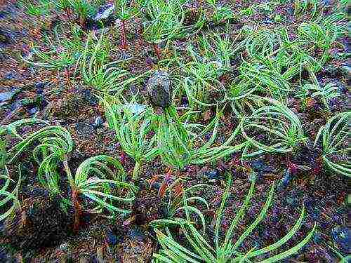 how to grow cedar at home