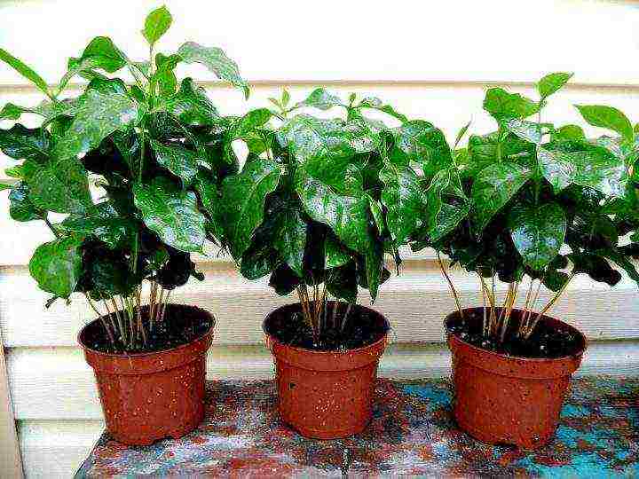 how to grow arabica coffee at home