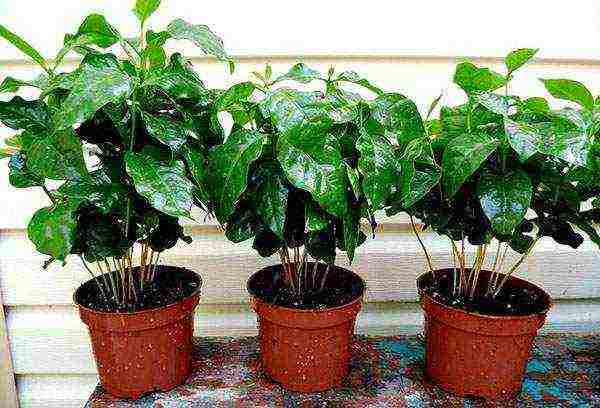 how to grow arabica coffee at home