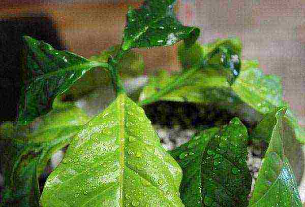 how to grow arabica coffee at home