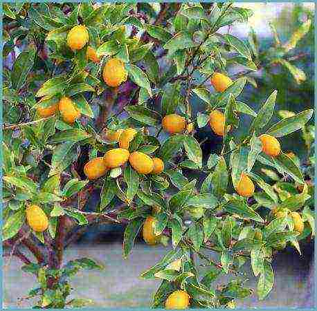 how to grow a kumquat at home