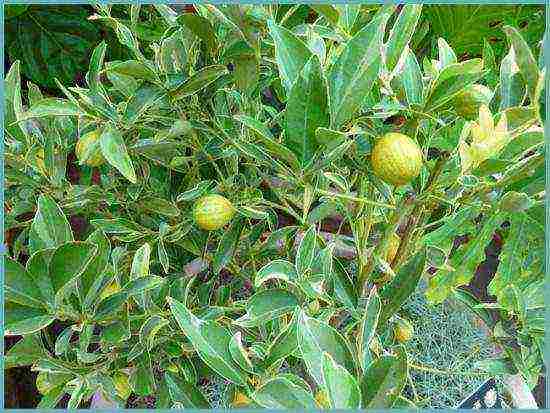 how to grow a kumquat at home