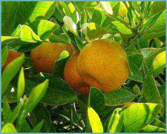 how to grow a kumquat at home