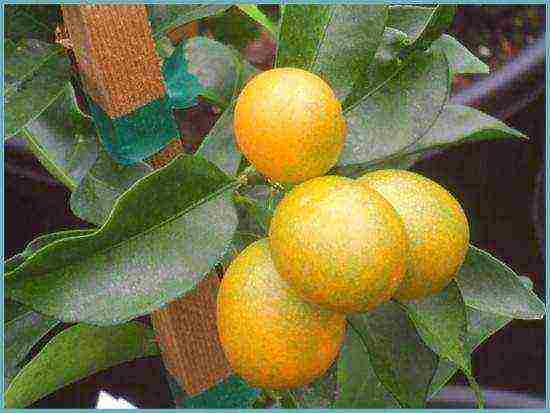 how to grow a kumquat at home