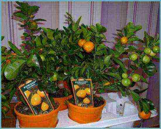 how to grow a kumquat at home