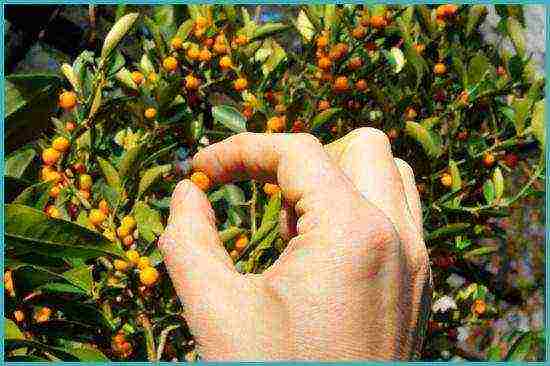 how to grow a kumquat at home