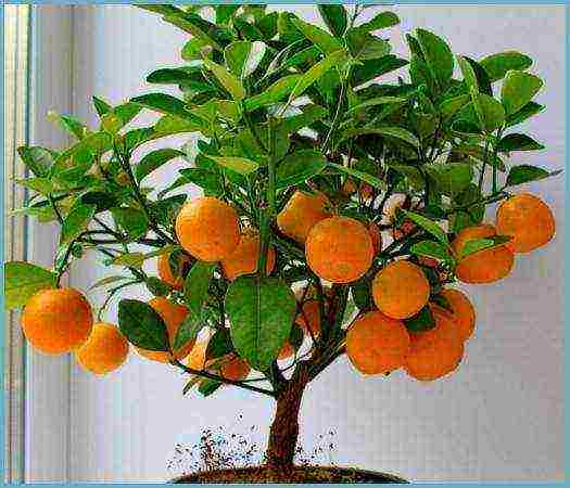 how to grow a kumquat at home