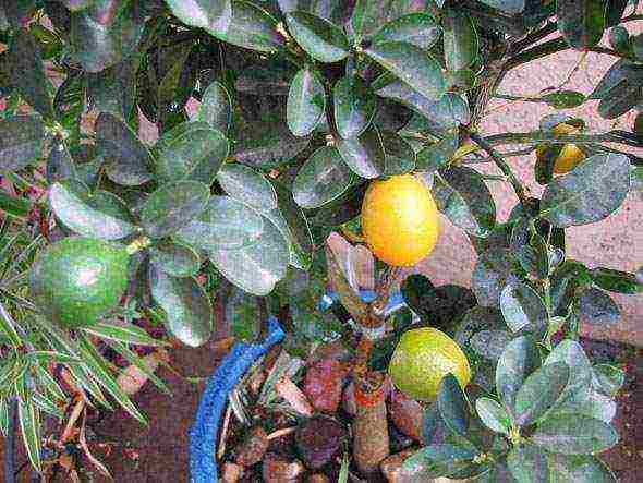 how to grow a kumquat at home