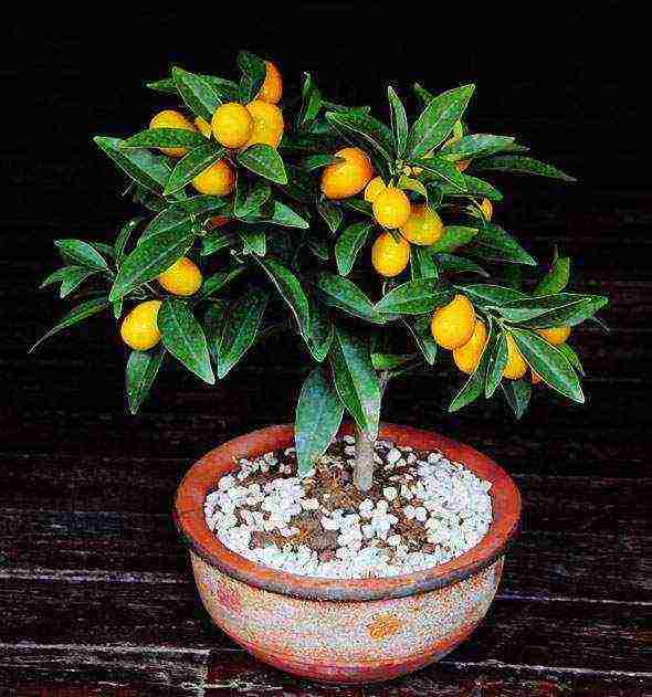 how to grow a kumquat at home