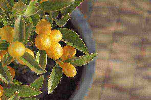 how to grow a kumquat at home