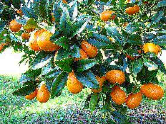 how to grow a kumquat at home