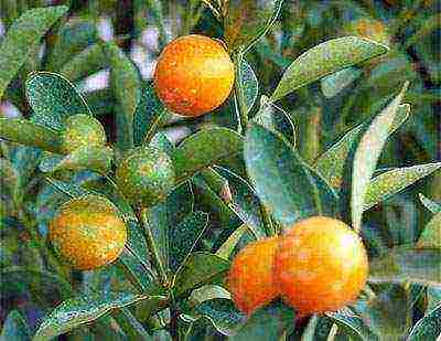 how to grow a kumquat at home