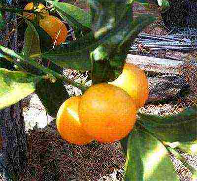 how to grow a kumquat at home