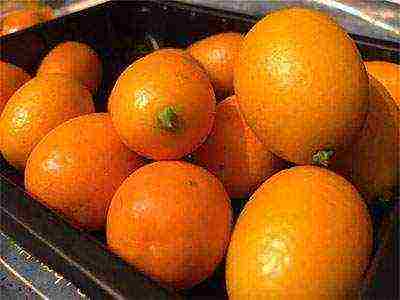 how to grow a kumquat at home