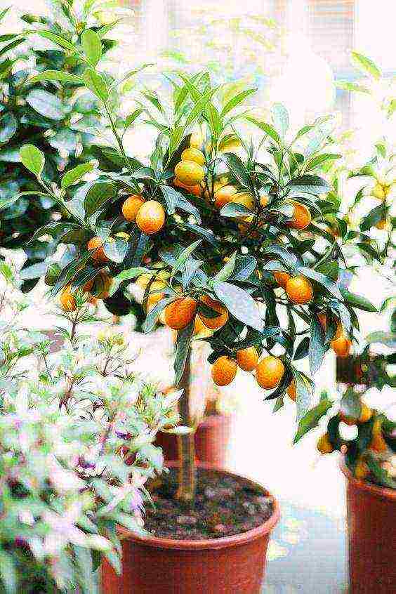 how to grow a kumquat at home