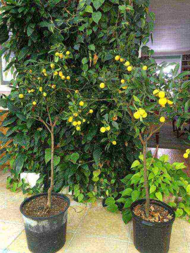 how to grow a kumquat at home