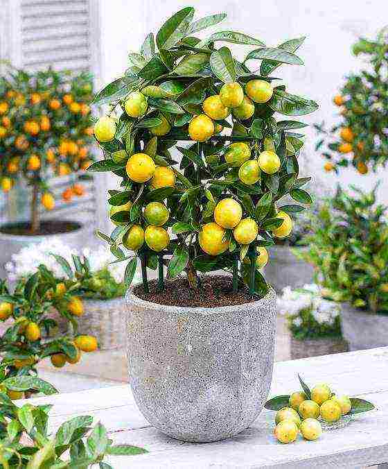 how to grow a kumquat at home