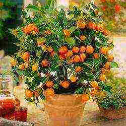 how to grow a kumquat at home