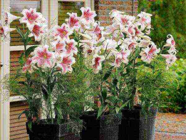 how to grow lilies at home