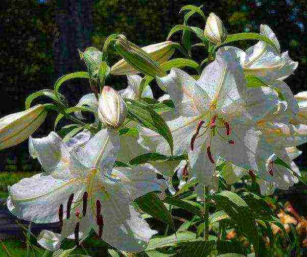 how to grow lilies at home